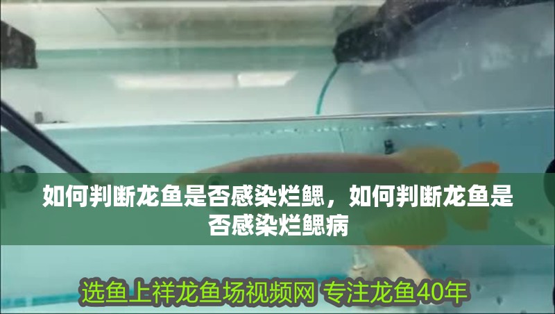 如何判斷龍魚(yú)是否感染爛鰓，如何判斷龍魚(yú)是否感染爛鰓病