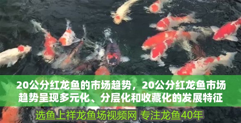 20公分紅龍魚的市場(chǎng)趨勢(shì)，20公分紅龍魚市場(chǎng)趨勢(shì)呈現(xiàn)多元化、分層化和收藏化的發(fā)展特征