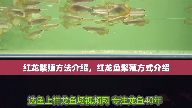 紅龍繁殖方法介紹，紅龍魚繁殖方式介紹