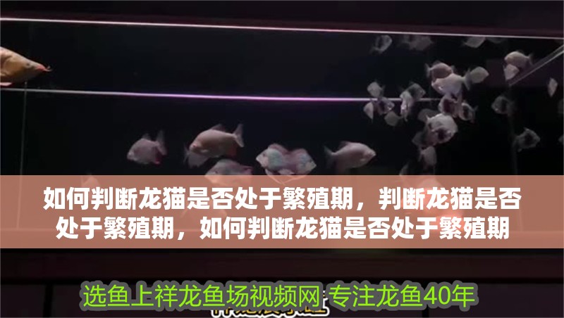 如何判斷龍貓是否處于繁殖期，判斷龍貓是否處于繁殖期，如何判斷龍貓是否處于繁殖期
