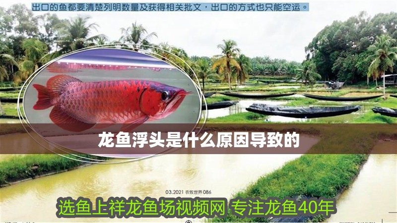 龍魚浮頭是什么原因導致的