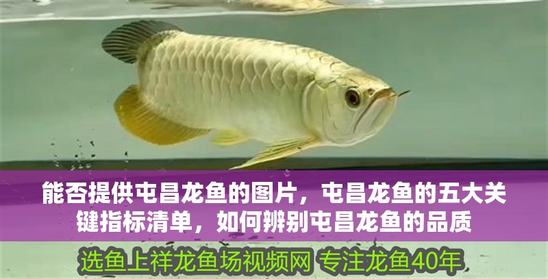 能否提供屯昌龍魚的圖片，屯昌龍魚的五大關鍵指標清單，如何辨別屯昌龍魚的品質