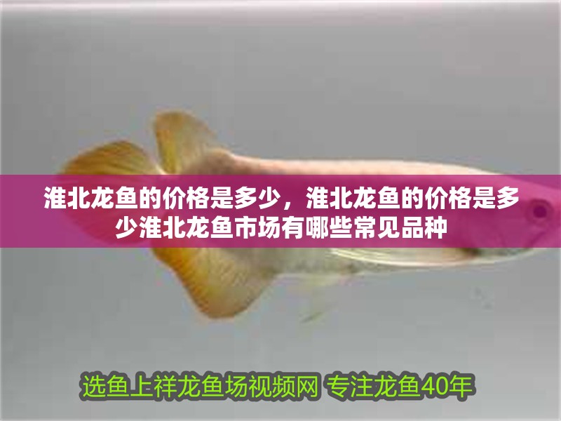 淮北龍魚的價(jià)格是多少，淮北龍魚的價(jià)格是多少淮北龍魚市場有哪些常見品種
