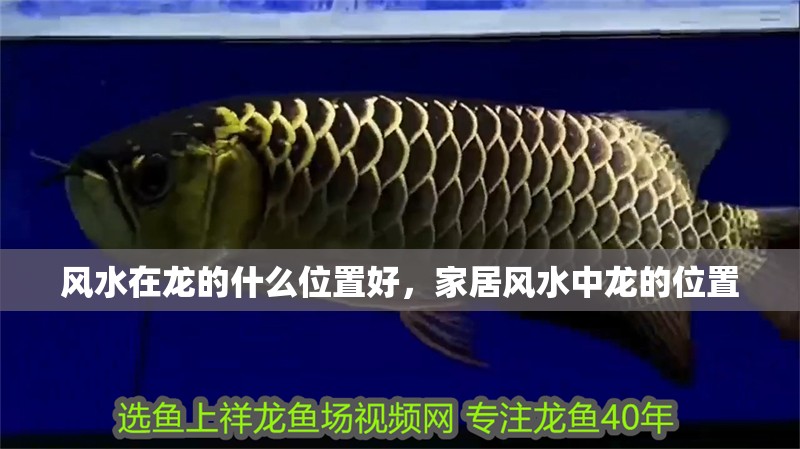風水在龍的什么位置好，家居風水中龍的位置