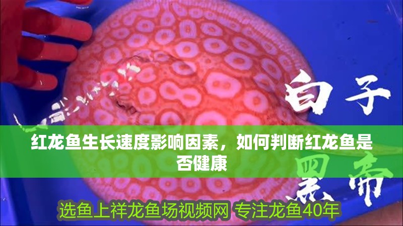 紅龍魚生長速度影響因素，如何判斷紅龍魚是否健康
