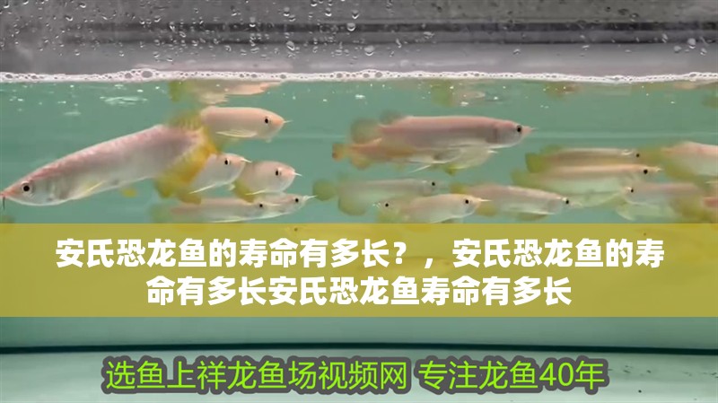 安氏恐龍魚的壽命有多長?,安氏恐龍魚的壽命有多長安氏恐龍魚壽命有多長