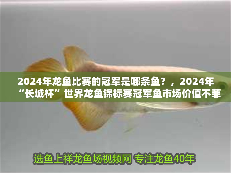 2024年龍魚比賽的冠軍是哪條魚?,2024年“長城杯”世界龍魚錦標賽冠軍魚市場價值不菲