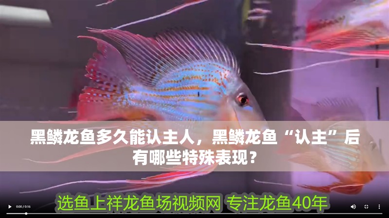 黑鱗龍魚多久能認主人，黑鱗龍魚“認主”后有哪些特殊表現？