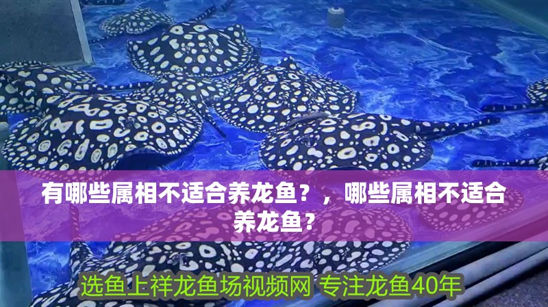 有哪些屬相不適合養(yǎng)龍魚？，哪些屬相不適合養(yǎng)龍魚？