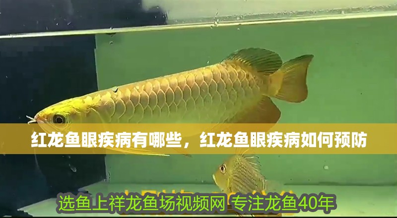 紅龍魚眼疾病有哪些,紅龍魚眼疾病如何預防