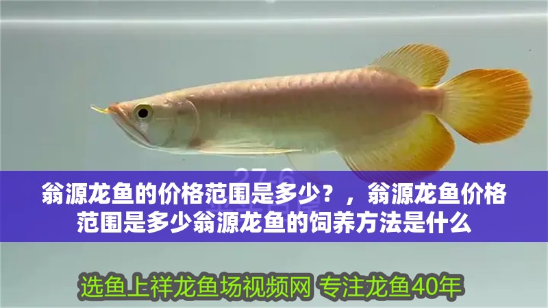 翁源龍魚的價格范圍是多少？，翁源龍魚價格范圍是多少翁源龍魚的飼養(yǎng)方法是什么