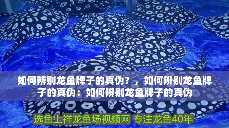 如何辨別龍魚牌子的真偽？，如何辨別龍魚牌子的真偽：如何辨別龍魚牌子的真偽