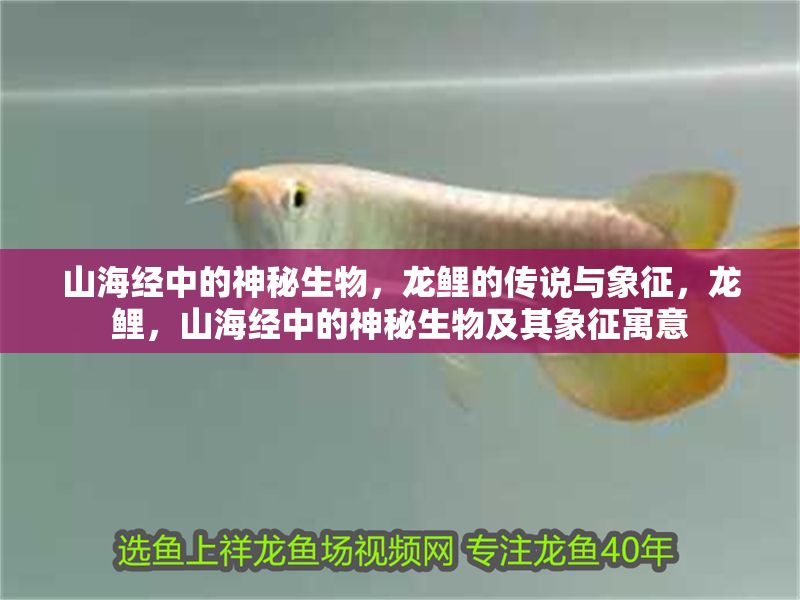 山海經(jīng)中的神秘生物，龍鯉的傳說與象征，龍鯉，山海經(jīng)中的神秘生物及其象征寓意