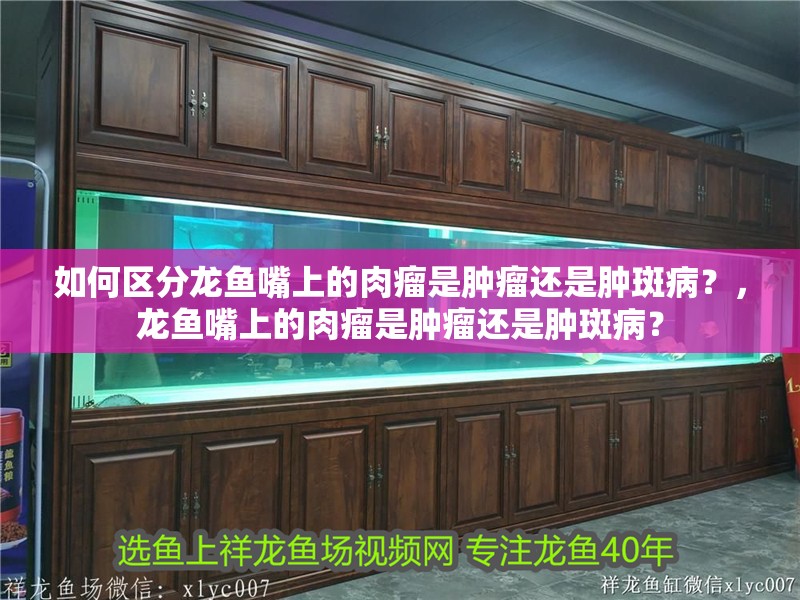 如何區(qū)分龍魚嘴上的肉瘤是腫瘤還是腫斑病？，龍魚嘴上的肉瘤是腫瘤還是腫斑病？