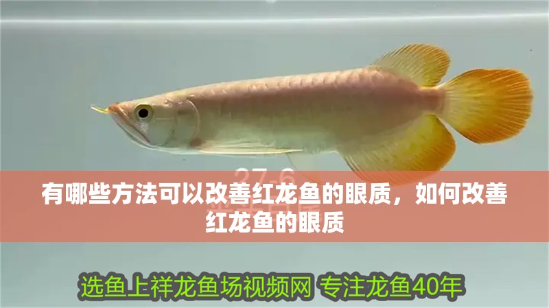 有哪些方法可以改善紅龍魚的眼質，如何改善紅龍魚的眼質