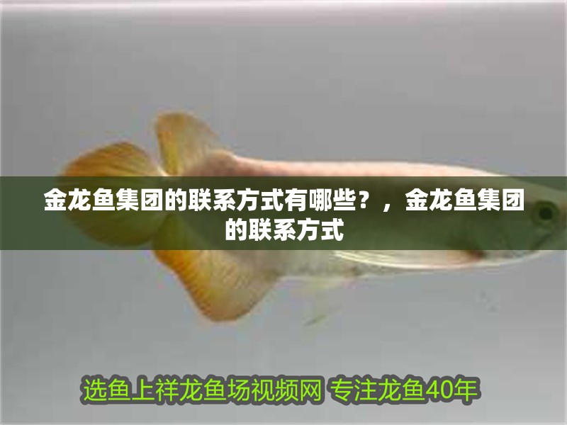 金龍魚集團的聯系方式有哪些？，金龍魚集團的聯系方式
