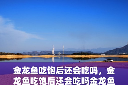 金龍魚吃飽后還會吃嗎，金龍魚吃飽后還會吃嗎金龍魚吃飽后還會吃嗎