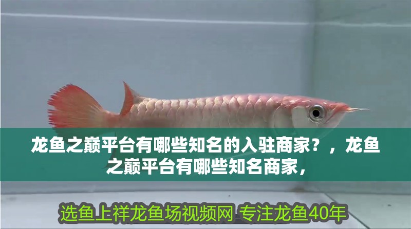 龍魚(yú)之巔平臺(tái)有哪些知名的入駐商家？，龍魚(yú)之巔平臺(tái)有哪些知名商家，