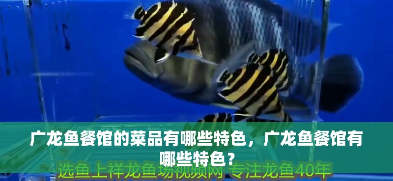 廣龍魚餐館的菜品有哪些特色，廣龍魚餐館有哪些特色？