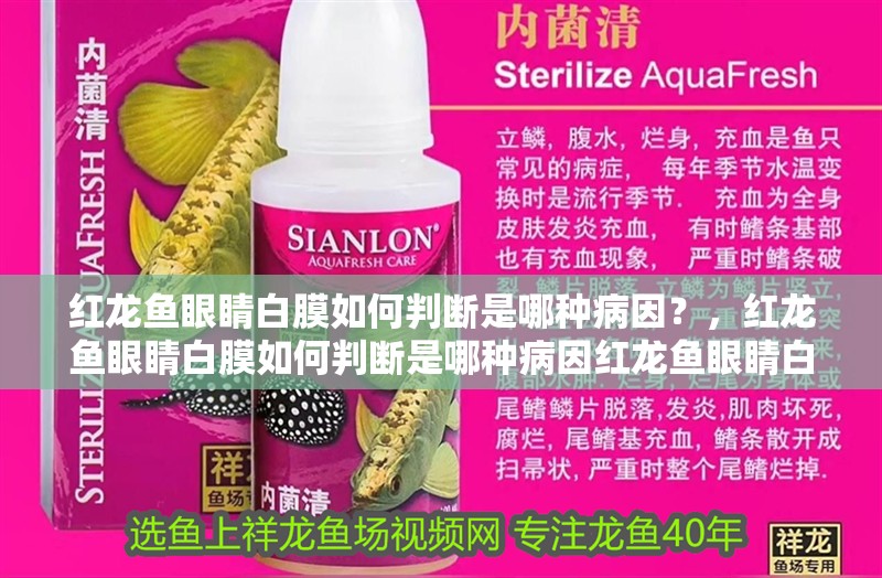 紅龍魚眼睛白膜如何判斷是哪種病因？，紅龍魚眼睛白膜如何判斷是哪種病因紅龍魚眼睛白膜會自愈嗎