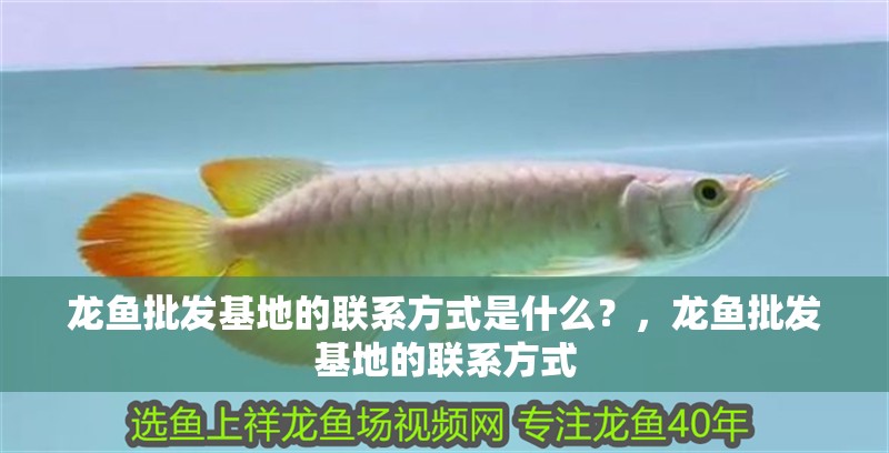 龍魚(yú)批發(fā)基地的聯(lián)系方式是什么？，龍魚(yú)批發(fā)基地的聯(lián)系方式