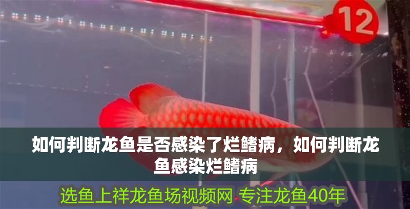 如何判斷龍魚是否感染了爛鰭病，如何判斷龍魚感染爛鰭病