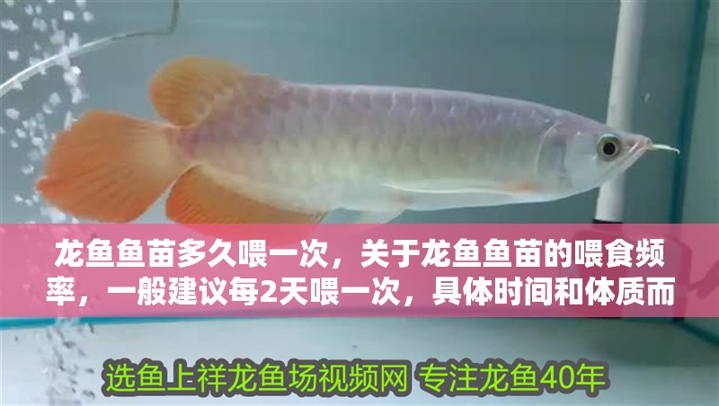 龍魚魚苗多久喂一次，關于龍魚魚苗的喂食頻率，一般建議每2天喂一次，具體時間和體質而定