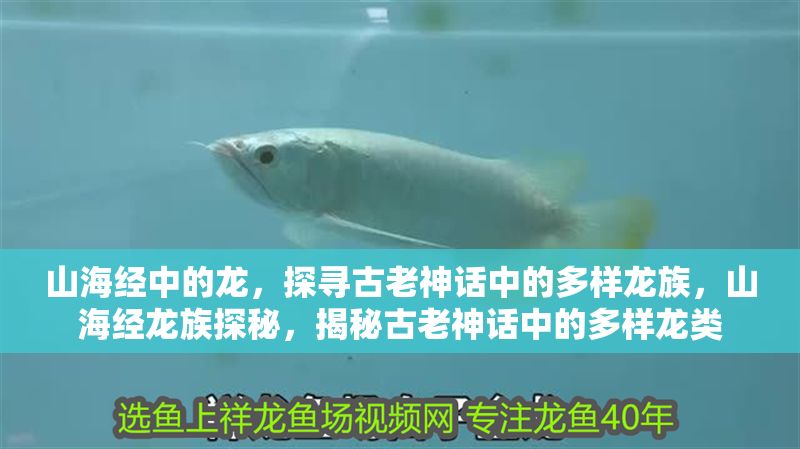 山海經中的龍，探尋古老神話中的多樣龍族，山海經龍族探秘，揭秘古老神話中的多樣龍類