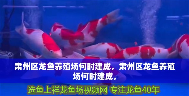 肅州區龍魚養殖場何時建成，肅州區龍魚養殖場何時建成，