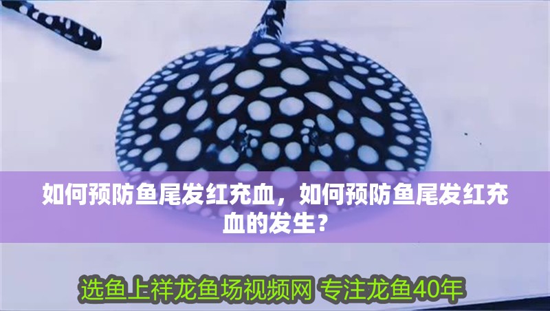 如何預防魚尾發紅充血，如何預防魚尾發紅充血的發生？