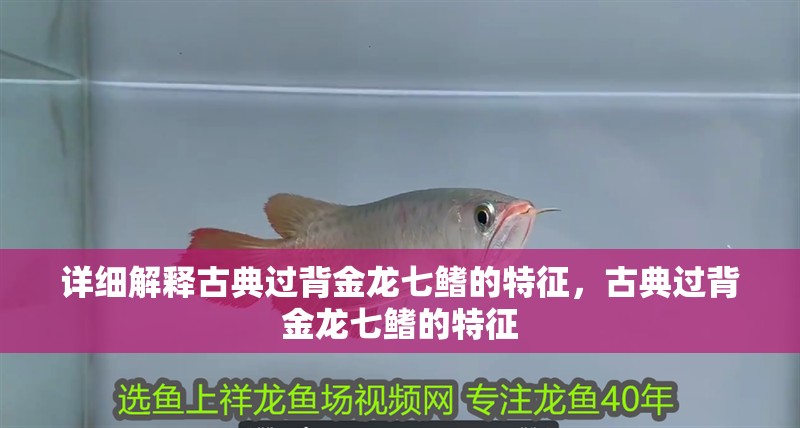 詳細解釋古典過背金龍七鰭的特征，古典過背金龍七鰭的特征