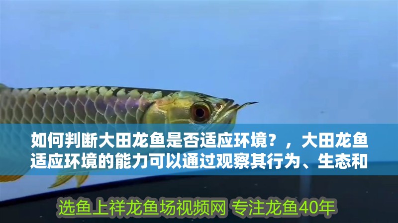 如何判斷大田龍魚是否適應(yīng)環(huán)境？，大田龍魚適應(yīng)環(huán)境的能力可以通過觀察其行為、生態(tài)和生態(tài)特征來判斷