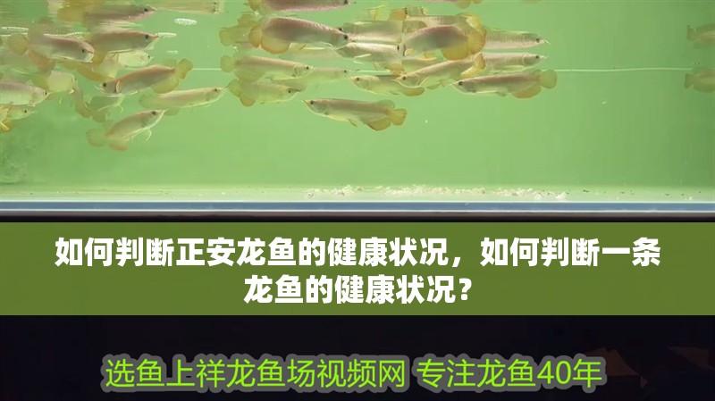 如何判斷正安龍魚的健康狀況，如何判斷一條龍魚的健康狀況？