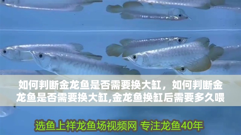 如何判斷金龍魚是否需要換大缸,如何判斷金龍魚是否需要換大缸,金龍魚換缸后需要多久喂食