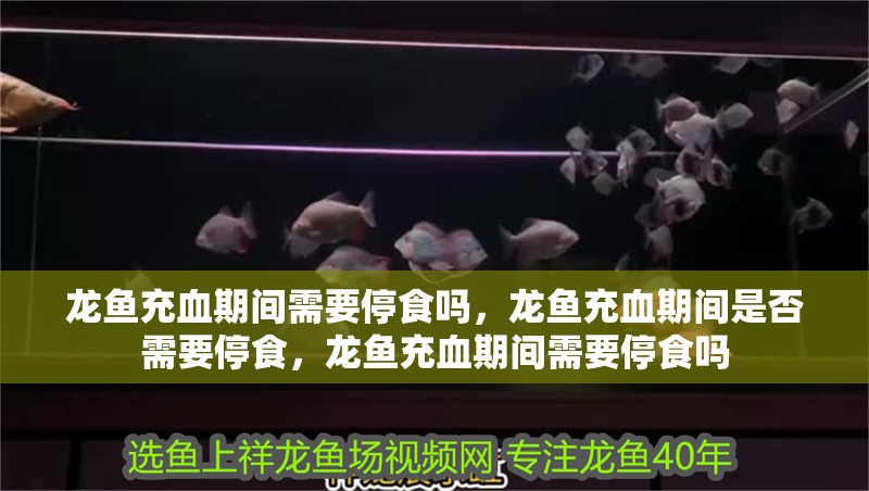 龍魚充血期間需要停食嗎，龍魚充血期間是否需要停食，龍魚充血期間需要停食嗎