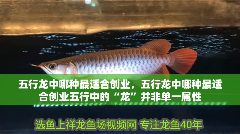 五行龍中哪種最適合創業，五行龍中哪種最適合創業五行中的“龍”并非單一屬性