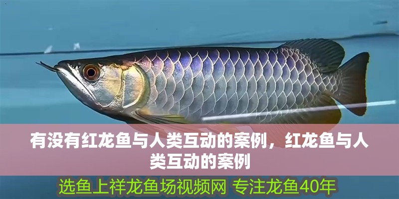 有沒有紅龍魚與人類互動的案例，紅龍魚與人類互動的案例