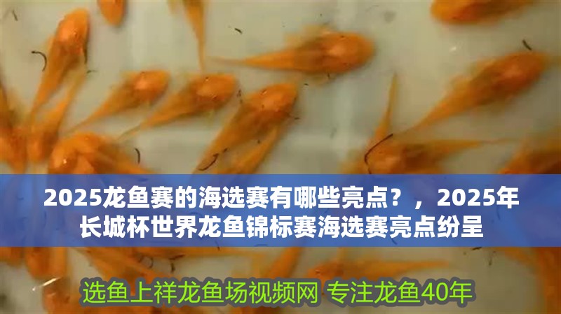 2025龍魚賽的海選賽有哪些亮點？，2025年長城杯世界龍魚錦標賽海選賽亮點紛呈