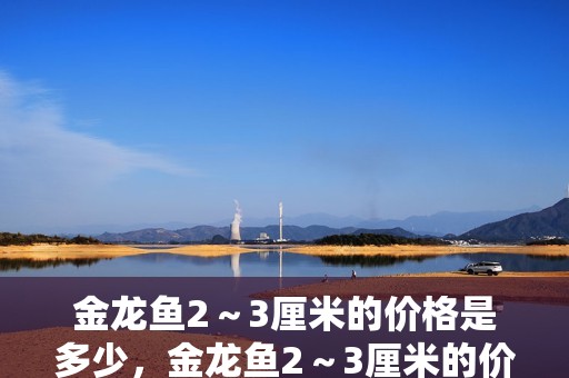 金龍魚2～3厘米的價格是多少，金龍魚2～3厘米的價格是多少金龍魚2～3厘米哪個品種最受歡迎