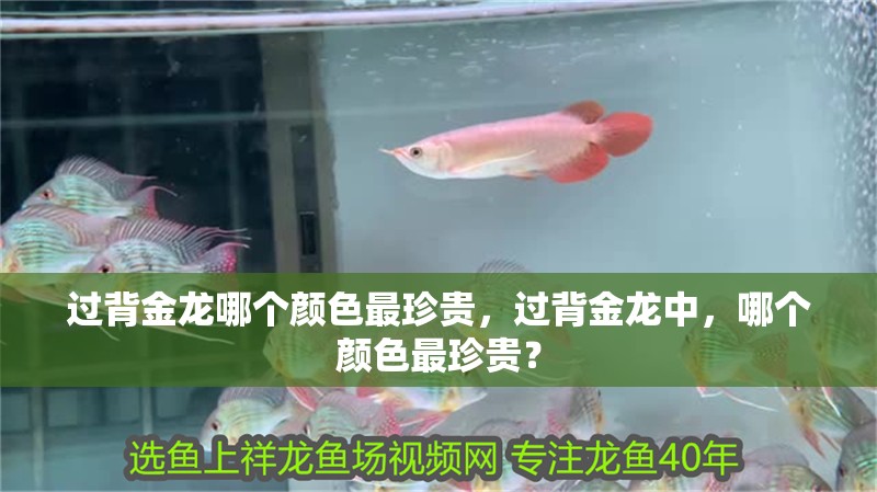 過背金龍哪個顏色最珍貴，過背金龍中，哪個顏色最珍貴？