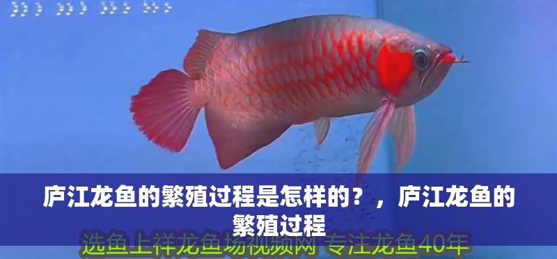 廬江龍魚的繁殖過程是怎樣的？，廬江龍魚的繁殖過程