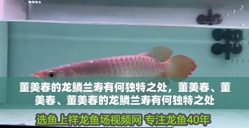 董美春的龍鱗蘭壽有何獨特之處，董美春、董美春、董美春的龍鱗蘭壽有何獨特之處