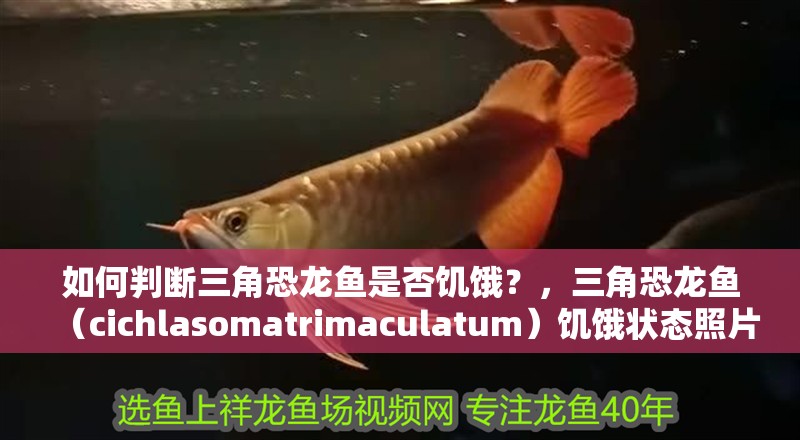 如何判斷三角恐龍魚是否饑餓？，三角恐龍魚（cichlasomatrimaculatum）饑餓狀態照片