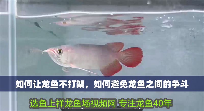 如何讓龍魚不打架，如何避免龍魚之間的爭斗