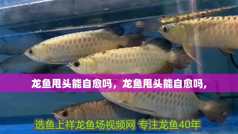 龍魚甩頭能自愈嗎，龍魚甩頭能自愈嗎,