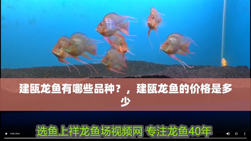 建甌龍魚有哪些品種？，建甌龍魚的價格是多少