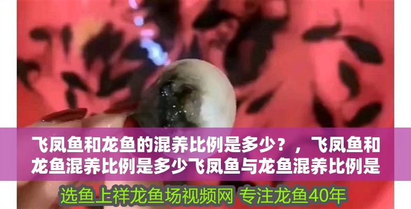 飛鳳魚和龍魚的混養比例是多少？，飛鳳魚和龍魚混養比例是多少飛鳳魚與龍魚混養比例是多少