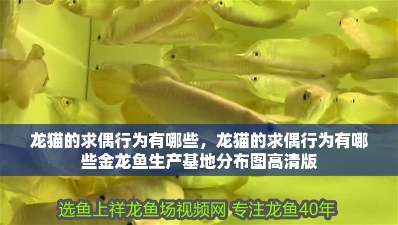 龍貓的求偶行為有哪些，龍貓的求偶行為有哪些金龍魚生產基地分布圖高清版