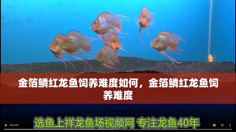 金箔鱗紅龍魚(yú)飼養(yǎng)難度如何，金箔鱗紅龍魚(yú)飼養(yǎng)難度