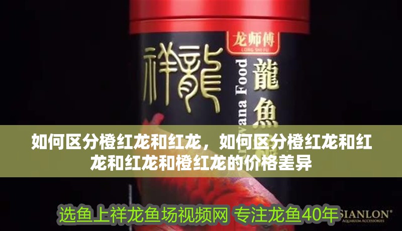 如何區分橙紅龍和紅龍，如何區分橙紅龍和紅龍和紅龍和橙紅龍的價格差異